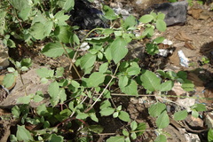 Achyranthes aspera var. argentea